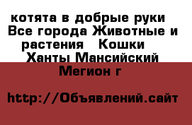 котята в добрые руки - Все города Животные и растения » Кошки   . Ханты-Мансийский,Мегион г.